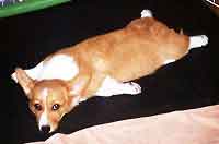 dog