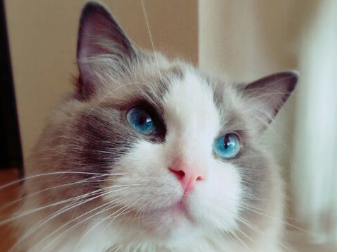 maru